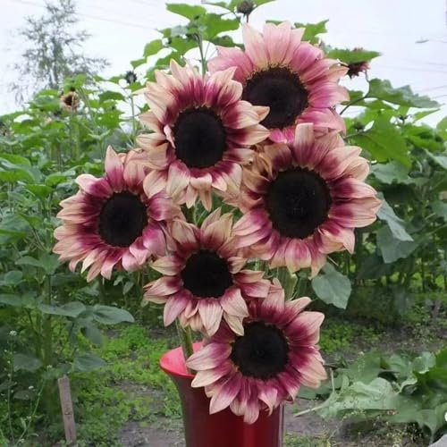 200 pcs sonnenblumen samen mehrjährig winterhart - gartenarbeit winterharte pflanzen für garten sonnenblume,sonnenblumensamen,Helianthus annuus, winterharte kübelpflanzen gartenblumen