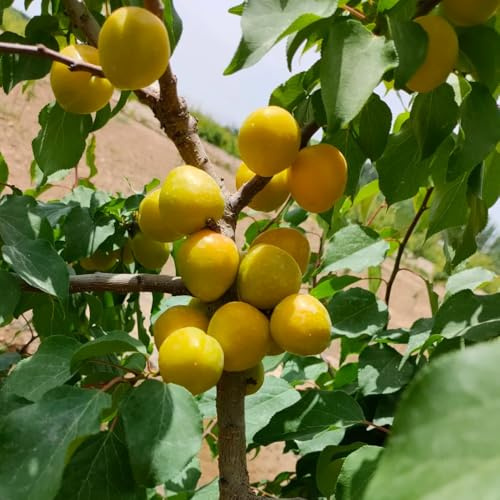 semillas resistentes del albaricoquero - decorativas orgánicas jardín balcón interior 3pcs