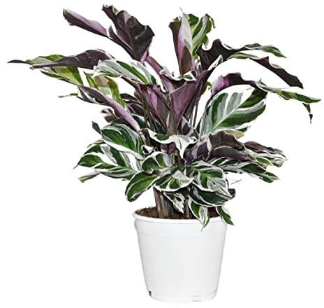 ZynesFlora Calathea White Fushion Basket Marante en pot de fleurs Ø 14 cm - Hauteur : 35 - 40 cm - Plante de salon purificatrice d'air Véritable plante d'intérieur