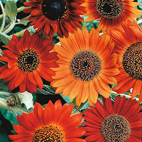 Sunflower 'Earth Walker' Seeds Helianthus annuus Hardy Annual Flowering Garden Plants Easy to Grow Your Own 1 Packet of 30 Seeds by Thompson and Morgan