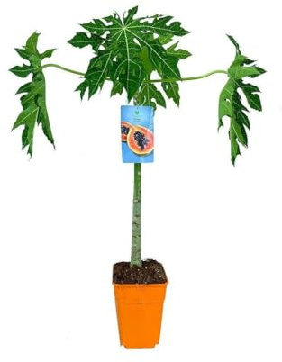 Garden Center Shop Papaya M22 80–90 cm Árbol Frutal Tropical de Rápido Crecimiento con Hojas Exóticas y Frutos Propios para Plantación Fresca y Fácil
