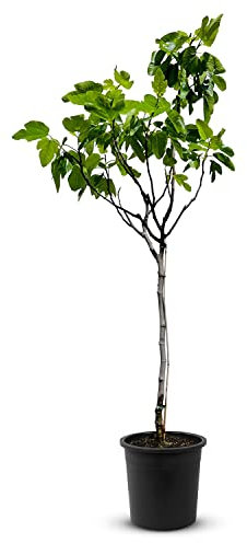 Tropictrees Feigenbaum mit einer Höhe von 170 cm und einem Stammumfang von 7-9 cm | Feigen zur Saftherstellung und als Zutat für schmackhafte Gerichte | Feigenbaum winterhart mit essbaren Früchten