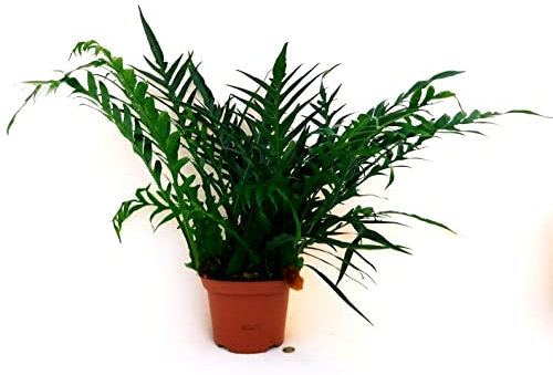 POWERS TO FLOWERS - FELCE AGLAOMORPHA XXL, VASO 22CM DIAMETRO, PIANTE PURIFICA ARIA, pianta vera