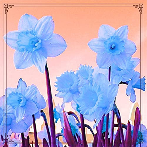 Narzissenzwiebel-Winterhart MehrjäHrig,Narzissen Pflanzen,Narzissen Zwiebeln,Narzissen Knollen Winterhart,Bonsai Pflanze-4zwiebeln-e