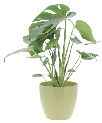 KENTIS - Monstera Deliciosa Pianta Vera da Interno - Piante da Appartamento - H 40-50 cm Vaso Ø 14cm