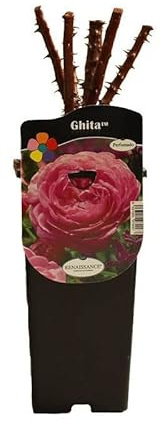 Rosal Grande Flores Rosa Planta de Exterior