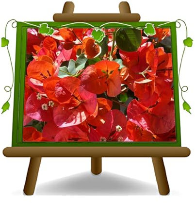 EURO PLANTS VIVAI Bouganvillea Californiana Pyramide Orange Vase: 19 cm Hauteur: 70 cm