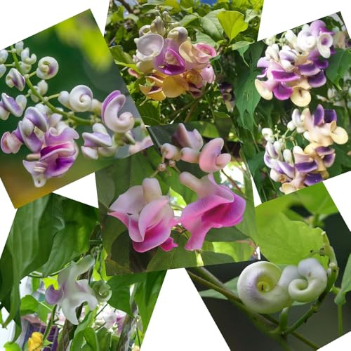 semi di fagiolo lumaca, Vigna caracalla, esotiche estremamente resistenti da esterno 35pcs