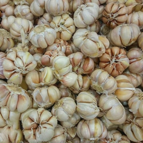semi di aglio resistente, Allium sativum, balcone, biologici 150pcs