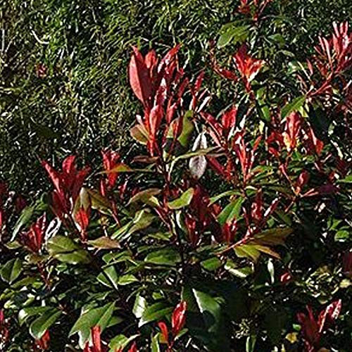 Photinia Fraseri 'Little Red Robin'- Photinia fraseri 'Little Red Robin' 25-30 cm en conteneur