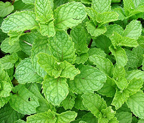 Heirloom 200 Graines de menthe verte Mentha spicata menthe pouliot plante herbacée vivace Graines de fleurs A019