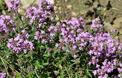 Deutscher Thymian Samen Bodendecker 2000 Samen Thymus vulgaris bienenfreundliche Pflanze | trockenheitsresistent Thymiansamen