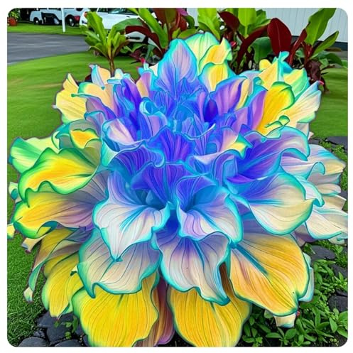 Hosta,rara,Plantación de interior y exterior/Ideal para Jardines.-6rizomas-G