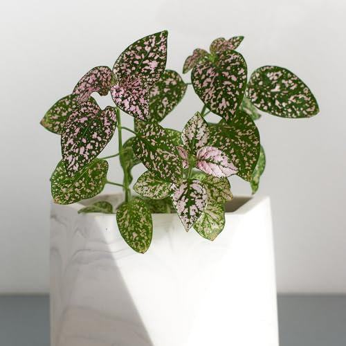 YouGarden House Plant Polka Dot, Hypoestes phyllostachya Super Pink, Indoor Plant in 6cm Pot, for Home, Office or Living Room