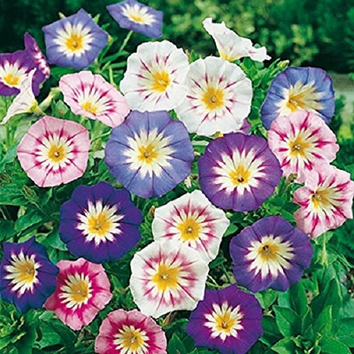 Belles de jour Venus variée 200 graines