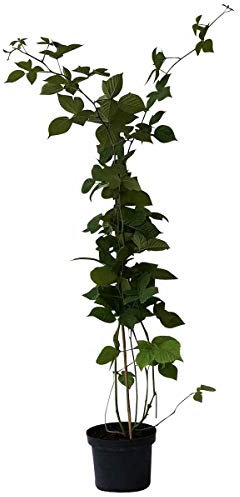 Brombeere Theodor Reimers altbewährte aromatische Fruchtsorte 60-100 cm hoch gestäbt im 2-3,5 L Topf