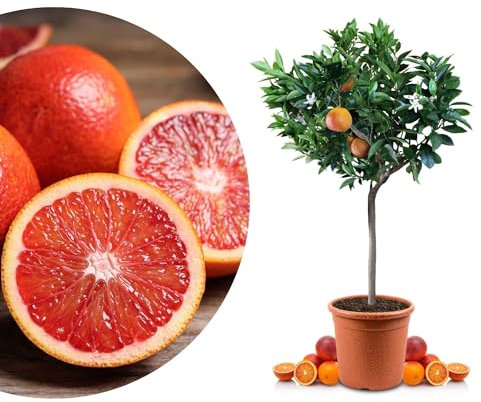 Meine Orangerie Blutorangenbaum Sanguinello Mezzo - echte Blutorange - Zitruspflanze - 70-100 cm - Blood Orange - veredelter Apfelsinenbaum in Gärtner-Qualität