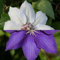2 x Clematis Kletterpflanzen: Clematis The President & Clematis Miss Bateman - Weiß/Blau, Mehrjährig & Winterhart | 2 x 1,5 Liter Töpfe