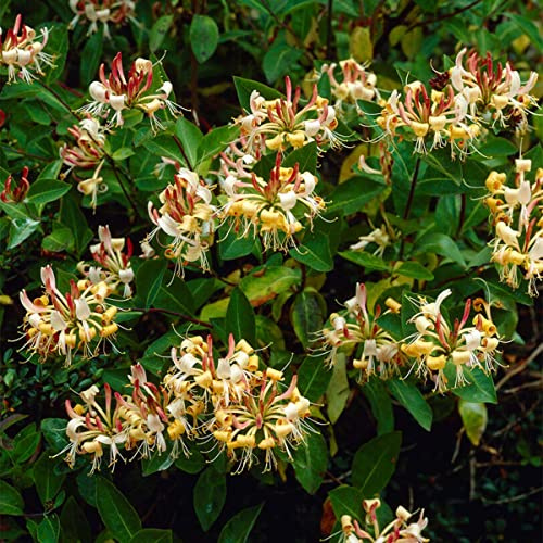 Bloomique - Set de 2 - Lonicera henryi - Madreselva - Naranja y rojo - Trepadora - Jardín - Resistente al frío - Perenne - Altura 50-70 cm - Maceta 15 cm
