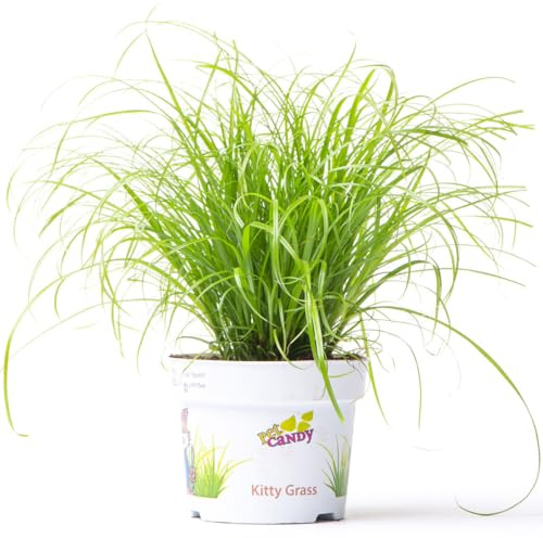 Hierba para Gatos Viva – Planta Natural de Cyperus en Maceta