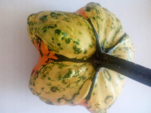 SEMILLAS CALABAZA ORNAMENTAL-VARIEDAD STARS-