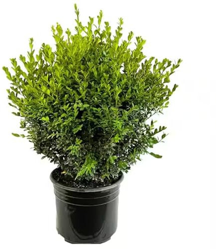 Boj o Buxua Natural - Arbusto Resistente Ideal para el Jardín