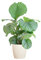 BloomPost Calathea Orbifolia — 55 — 65 cm + Weißer Fasertopf — Zimmerpflanze — pflegeleichte Zimmerpflanze — Einfach zu züchtende Heimbüro-Pflanzen — Inklusive Topf