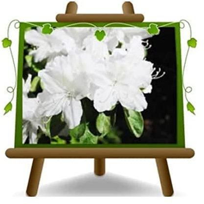 Azalée pyramide Blanche Plantes d'Ornement Vase: 25 cm Courbe: 90~130 cm