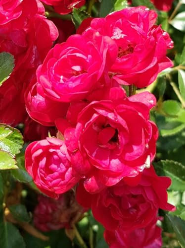 Rosa 'The Fairy Rood' / Rosier Couvre-sol 'Fairy Rood' / Godet