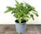 60 semillas de salvia verde