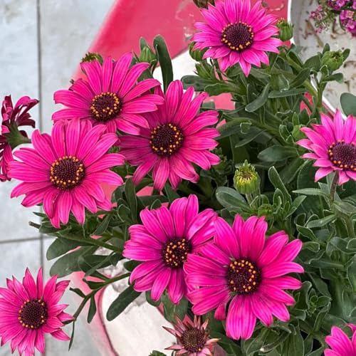 Semi di margherita del Capo - organico da balcone raro serre da balcone per giardinieri per luoghi soleggiati d'appartamento estivi 350pcs