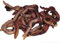 Yorkshire Worms LARGE Dendrobaena Worms 50g Pack - Suitable for Composting, Wormery Starter Packs (50g)