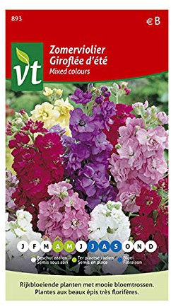 Giroflée d'été Mixed Colour Graines - Beaux épis très florifères