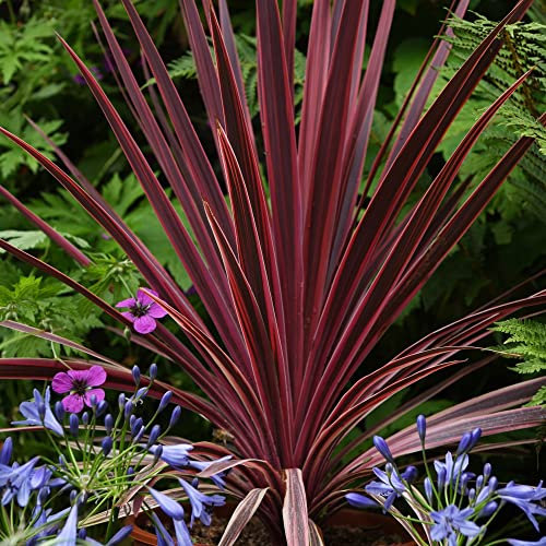 Cordyline Torbay Red Cabbage Palm Hardy Shrub Australis Bronze-Red Foliage Small Spaces Coastal Gardens 1x 9cm Potted Plant Supplied by Thompson and Morgan (1)