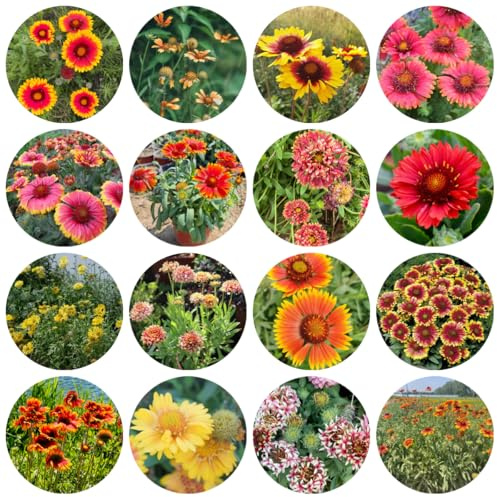 kokardenblumesamen gartenblumen, kräuterpflanzen kokardenblume winterharte garten bodendecker blumenwiese mehrjährig 600pcs