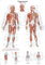 Anatomische Lehrtafel Triggerpunkte | ca. 70 x 100 cm