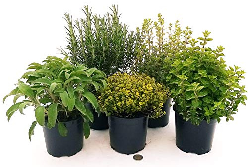 POWERS TO FLOWERS - 5 AROMATICHE BIO: ROSMARINO, TIMO LIMONE, SALVIA, MAGGIORANA, ORIGANO, piante vere