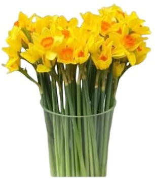 Ramo de Narcissus Amarillos Bulbos Naturales con 50 Flores en Tonos Vibrantes Narcisos Amarillos Ocasiones Especiales
