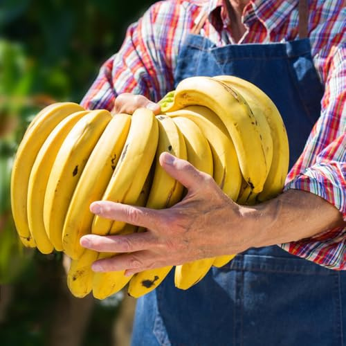 Bananensamen, Bananenbaum, bananenpflanze winterhart exotische für sonnige plätze obstbaum gartenpflanzen 200pcs