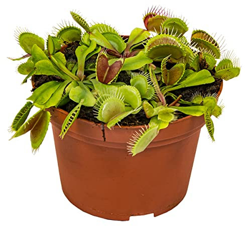 Bloomique - Dionaea Muscipula - Venusfliegenfalle - Fleischfressende Pflanzen - Höhe 10-15 cm - Topf 12 cm