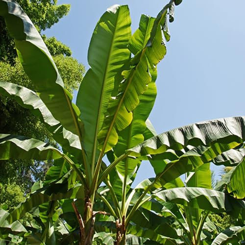 YouGarden Exotic Large Leaf Hardy Banana Plant, Musa basjoo, Suitable for UK Gardens, Established Plant in 9cm Pot, Approximately 30cm Tall, Outdoor Palm for Your Garden