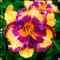 Hemerocallis Bulbos,Bulbos De Hemerocallis,Azucenas Bulbo,Flores Para Balcon,Plantas De BalcóN Flores JardíN De Rocas-15bulbos-a