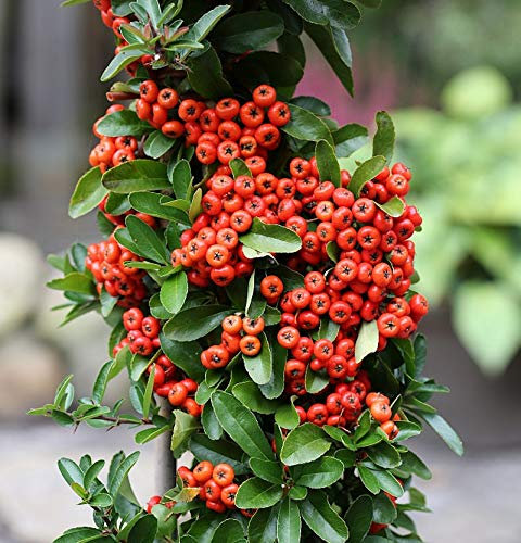 Feuerdorn Saphyr Rouge 80-100cm - Pyracantha