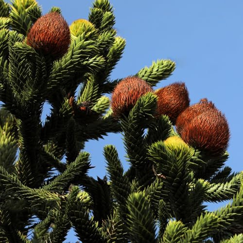semillas de araucaria - mini jardín, real de araucaria araucana, jardín resistente organicas variedades antiguas 60pcs
