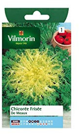 Chicorée Frisée de Meaux