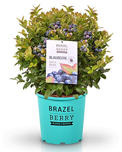 BrazelBerry 'Jelly Bean' Heidelbeere, Beerenobst Strauch, Waldbeere, Blaubeere, Blume, winterhart, Pflanze im Topf für Garten, Terrasse, Balkon oder Kübel