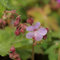 Blumixx Stauden Geranium macrorrhizum 'Ingwersen' - Balkan-Storchschnabel