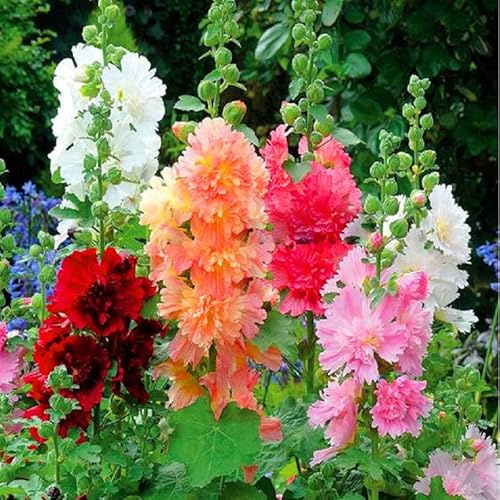 SeedsUP - 50+ Seeds Hollyhock Majorette Double - Flower Mix