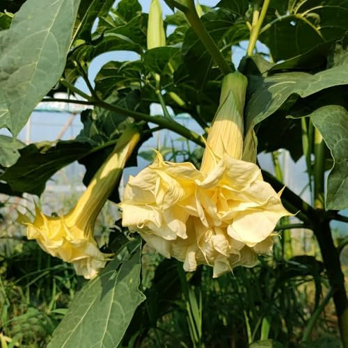 engelstrompete pflanze samen、 pflanzen garten、Wunderschön leuchtende Blumen mit blumensamen geschenk、pflanzen für draußen zimmerpflanzen、blumen zum einpflanzen gartenpflanzen、langer 300pcs