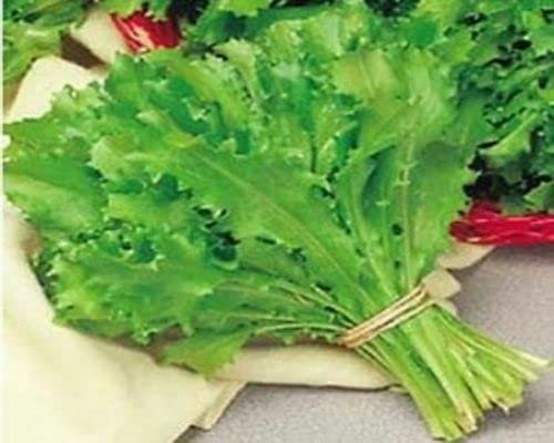 1000 SEMI-DI INDIVIA RICCIA ROMANESCA DA TAGLIO
